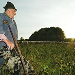 Schäferei auf der Alb _Schaf