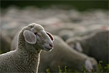 Schafe auf dem ehemaligen Truppenübungsplatz Münsingen