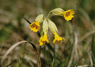 schluesselblume3BFW1499