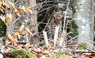 Luchs_Foto_FVA Freiburg_AG_Luchs