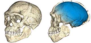 Der älteste Homo sapiens. Zwei Ansichten einer Computer-Rekonstruktion des ältesten bekannten Homo sa- piens vom Djebel Irhoud (Marokko). Die Funde sind auf 300 000 Jahre datiert und zeigen einen modernen Gesichtsschädel, aber einen archaisch anmutenden Gehirnschädel. Die Gestalt des Gehirns (blau), und mög- licherweise auch die Funktion des Gehirns, evolviert innerhalb von Homo sapiens. Bildquelle: Philipp Gunz, MPI EVA Leipzig (Lizenz CC-BY-SA 2.0).